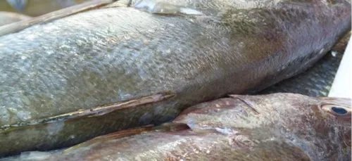 L'interdiction de la pêche au bar levée en Manche