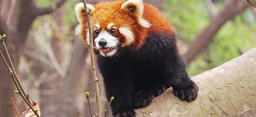 Triste nouvelle au Parc Animalier de Branféré