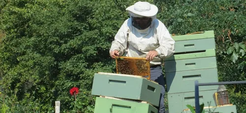 Les apiculteurs bretons déçus de l'Etat