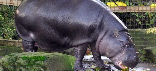 Bientôt une naissance au Parc Animalier de Branféré