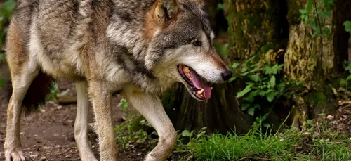 Le loup de retour en Bretagne ? Tout le monde n'y croit pas
