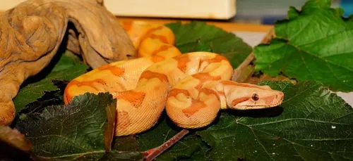 Le boa constrictor disparu le 23 septembre en presqu'île de...