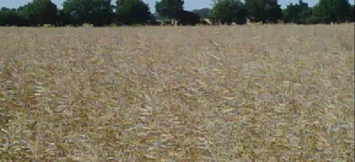 Pas de sécheresse en Morbihan