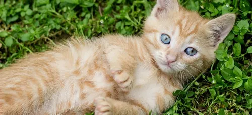 Journée portes ouvertes, ce WE, à la SPA de Redon