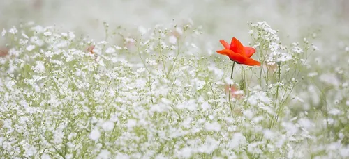 Des coquelicots à St Nazaire, également, ce soir