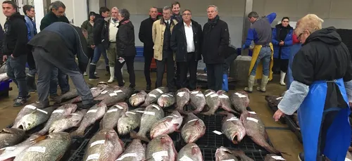 Pêche au bar : fin du 48e parallèle.