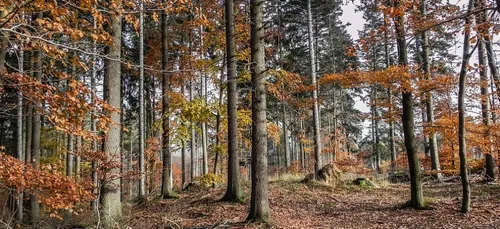 Il n'y aura pas d'éolienne en forêt de Lanouée