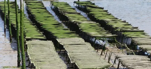 Les huîtres viendront peut-être à manquer pour Noël