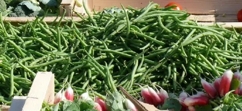 Pour un marché « bon marché », c'est à Sarzeau qu'il faut se rendre...