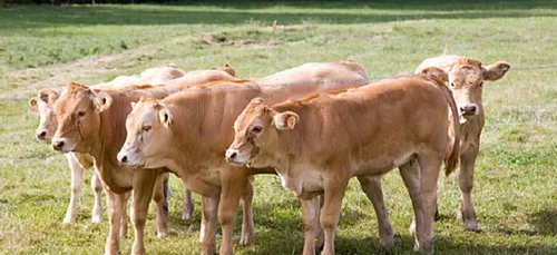 Un troupeau de bovins abattu à Rostrenen