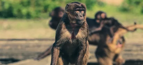 La fréquentation du zoo de Trégomeur n'est pas à la hauteur des...