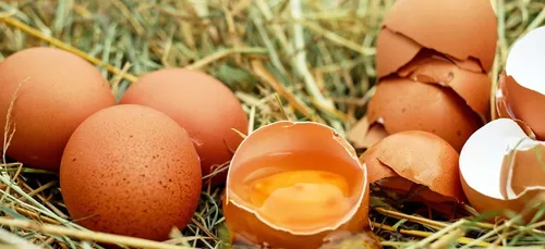 Economie. Le groupe D'Aucy investit 17M€ à Ploërmel