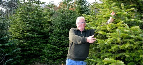 Le Sapin de Noël : star de décembre