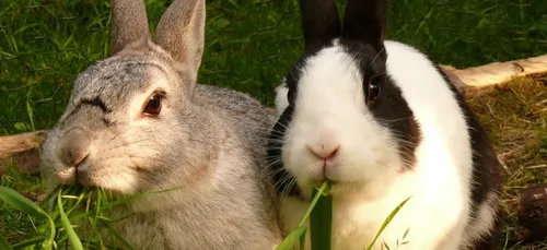 Le tueur de lapins a encore frappé