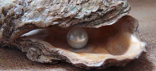 A St Philibert un ostréiculteur a découvert une perle dans l'une de...