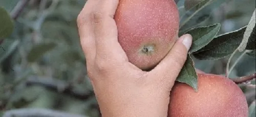 Les producteurs de pommes vent debout contre la prosulfocarbe