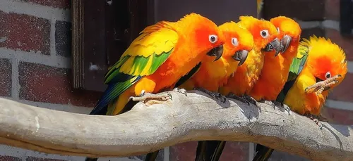 Nos amis les animaux à plumes ont leur salon