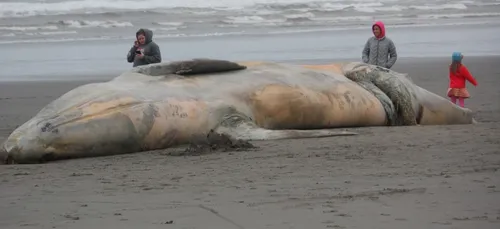 Une baleine s'est échouée au petit port Saint-Michel de Batz-sur-Mer