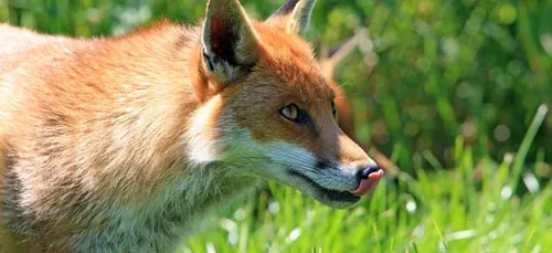 Un renard près du port de Vannes
