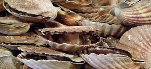 Fête de la coquille : demandez le programme !