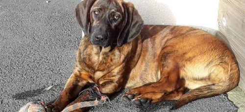 Les pompiers du Morbihan victimes d'un vol rare