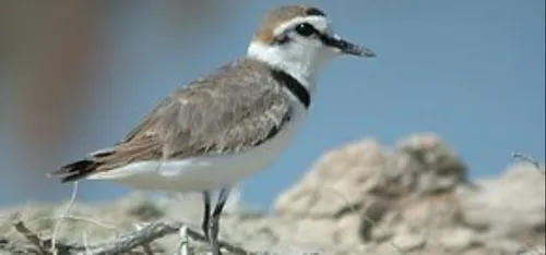Un petit oiseau décale des travaux à Gâvres