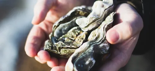 5 tonnes de coquilles d'huîtres devant les locaux de la...