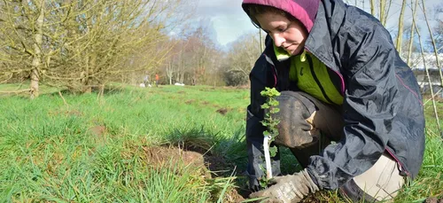 Planter des arbres pour lutter contre le réchauffement climatique