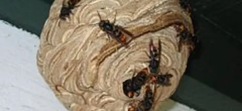 La campagne de lutte contre le frelon-asiatique se prépare en Morbihan