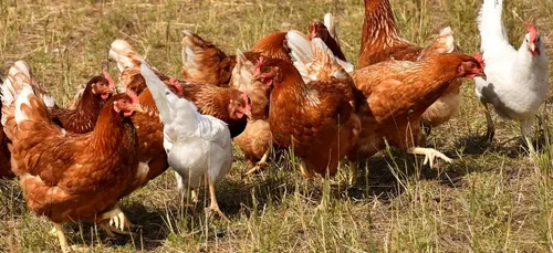 Les poules de Pontivy font le Tour du Monde !!!