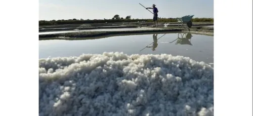 Les députés vont-ils enfin accorder un statut officiel aux paludiers ?