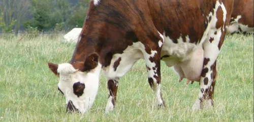 Des centaines de vaches meurent de façon inexpliquée en Côtes d'Armor