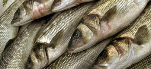 Envie de pêcher le bar ?