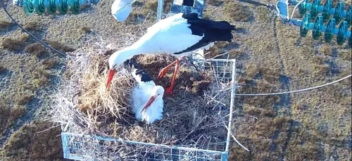 La cigogne en pleine expansion en Loire-Atlantique