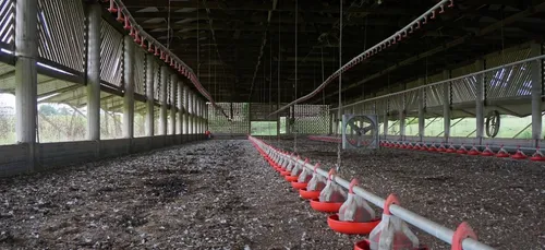 Encore une vidéo qui dénonce les conditions d'élevage dans un...