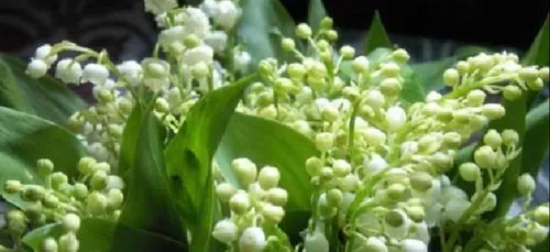 Demain, c'est la Fête du Muguet