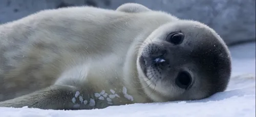 Un phoque sans tête à Tréduder