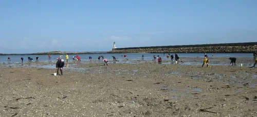 Pêche aux coquillages interdite près de l'estuaire de la Vilaine