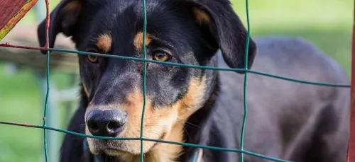Un projet d'élevage canin contesté à Landaul