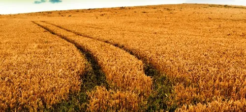 En 30 ans, les terres agricoles ont reculé de 7 %