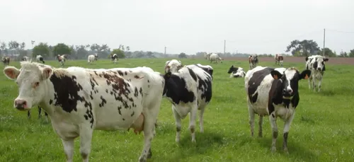 La rhinotrachéite infectieuse bovine de retour en Ille-et-Vilaine