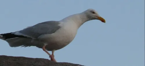 Vous aimez les animaux ?