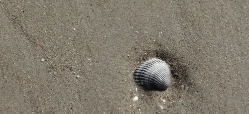Vous pouvez de nouveau pratiquer la pêche à pied en Loire-Atlantique