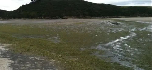 Algues Vertes : vers un futur procès