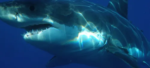 Étonnante découverte au large du Croisic