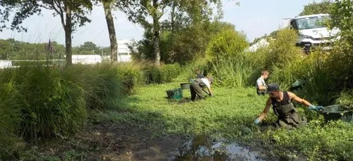 En Brière, la saison 2019 d’arrachage manuel de la Jussie est terminée