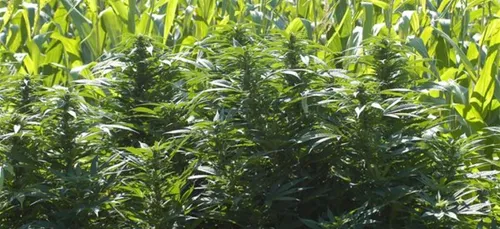 Du cannabis thérapeutique à Ploërmel ?