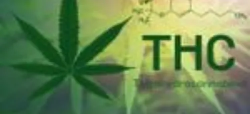 Le cannabis thérapeutique bientôt autorisé ?