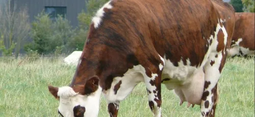 Le Salon “Ohh la Vache de Pontivy” a refermé ses portes