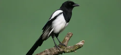 Le monde surprenant des oiseaux à l'honneur dans Le Magazine !